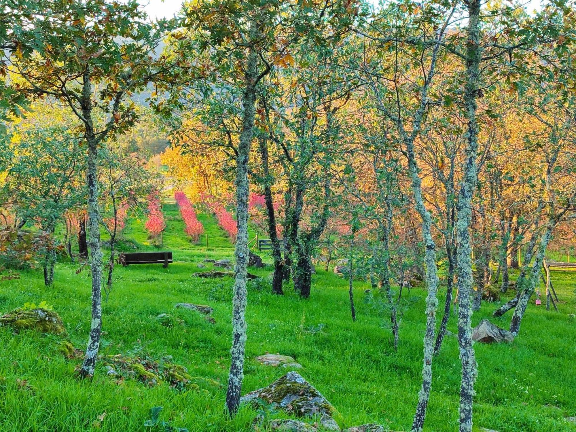 Quinta Dos Carvalhais - Serra Da Estrela Fornos de Algodres Exteriér fotografie